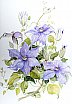 Blue Clematis “William Kennett”
 - Flowers