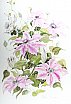 Clematis “Nelly Moser” - Flowers