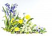 Spring Flowers - Flowers