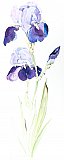 Iris - Flowers