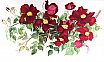 Red Roses “Scharlaglut”
 - Flowers