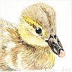 Duckling - Farmyard Animals
