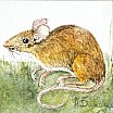 Woodmouse - Wild Animals