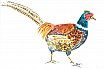 Pheasant - Farmyard Animals