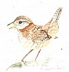Wren - Wild Animals