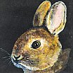Rabbit - Wild Animals