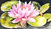 Waterlily - Flowers