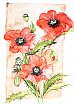 Poppies - Flowers