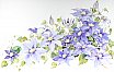 Blue Clematis Lady Northcliffe
 - Flowers